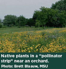 Native plants in a "pollinator strip" near an orchard. Photo: Brett Blaauw, MSU